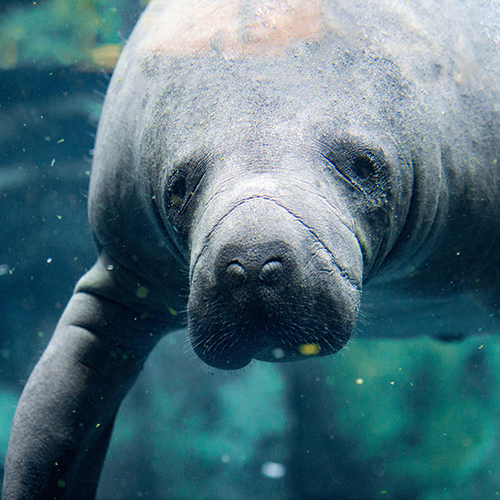 Save the Manatees? Yes!